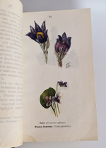 "Наши весенние цветы. Серия 1-3. Наши летние цветы. Серия 1-2". Д.Н.Кайгородов. 1915г.