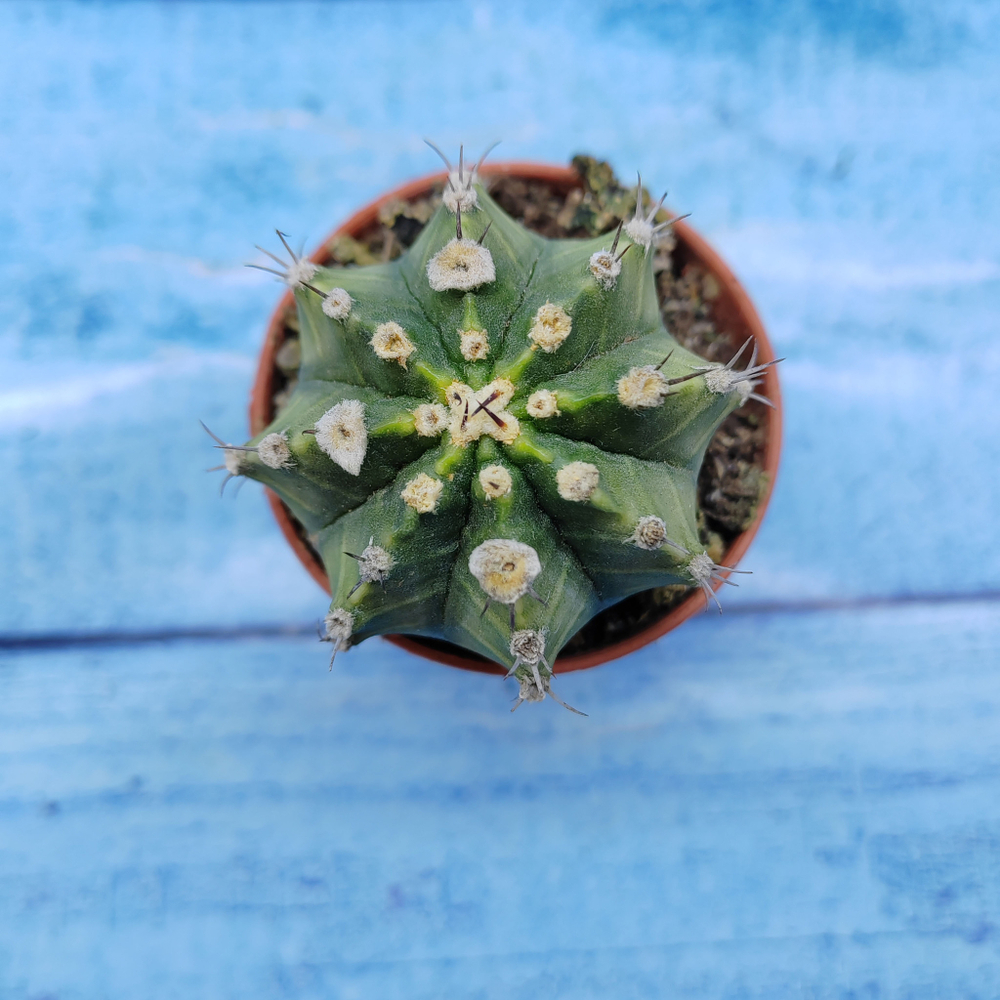 Gymnocalycium Friedrichii (Гимнокалициум)