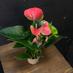 Антуриум мини светло-красный