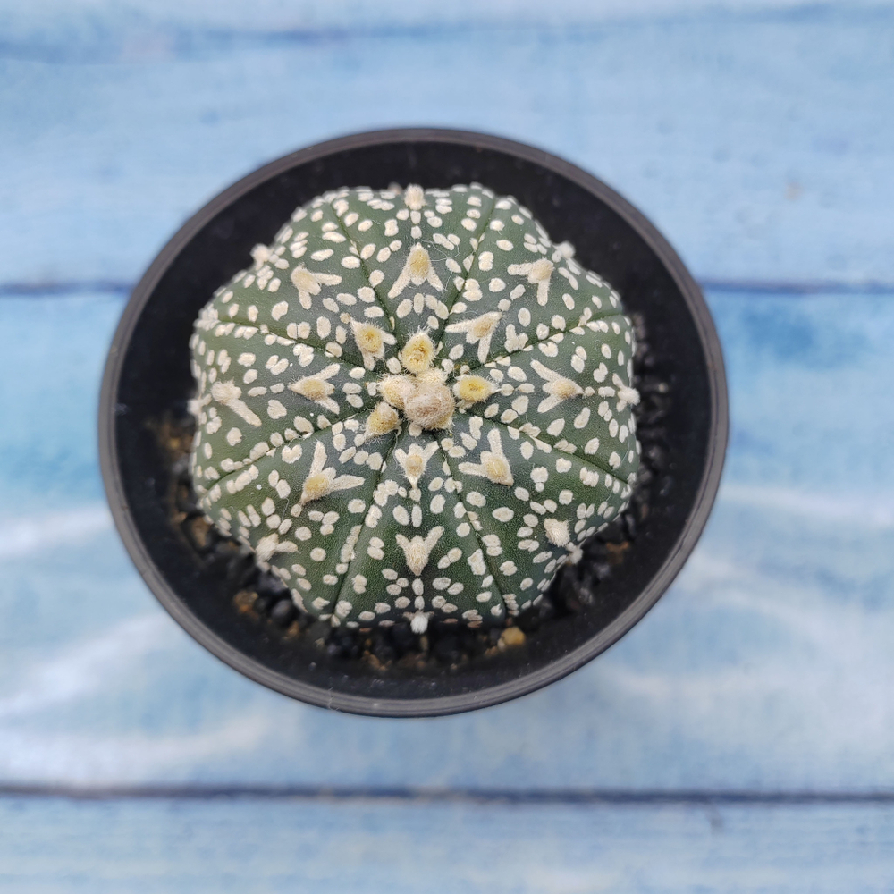 Astrophytum Asterias (Астрофитум)