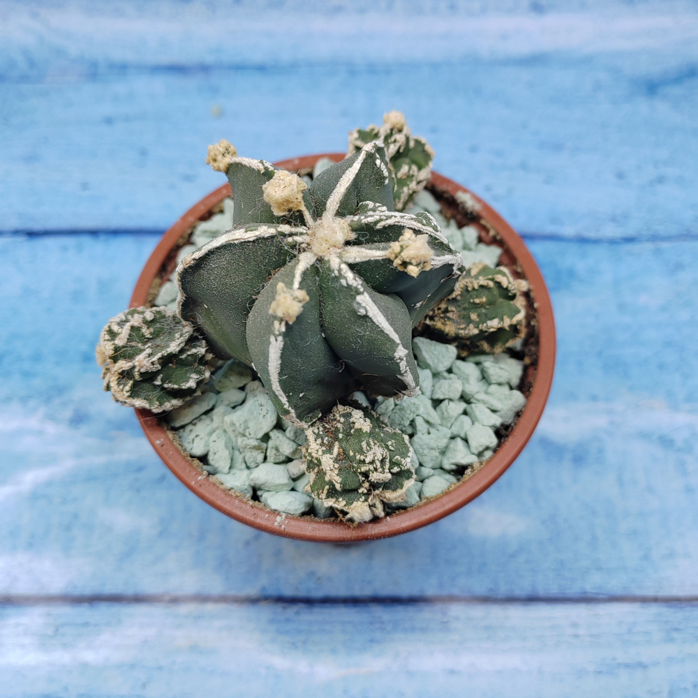 Astrophytum Myriostigma "Hakujo Fukuryu"  (Астрофитум)