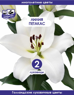 Луковичные цветы лилия, Петакас, 2 шт