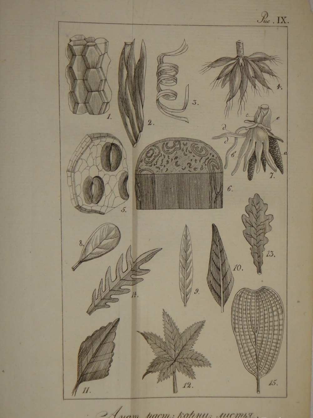 "Основание ботаники и физиологии растений. В 2-х частях". Сочинение А.Ришара. 1837г.