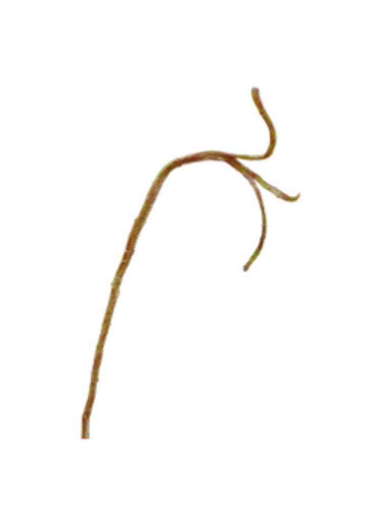 Ветка Салекса тонкая зелёно-коричневая, в-71 см