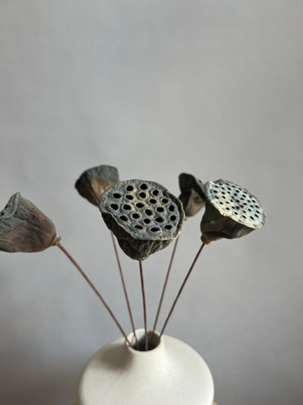 Лотос (упак 6 шт)