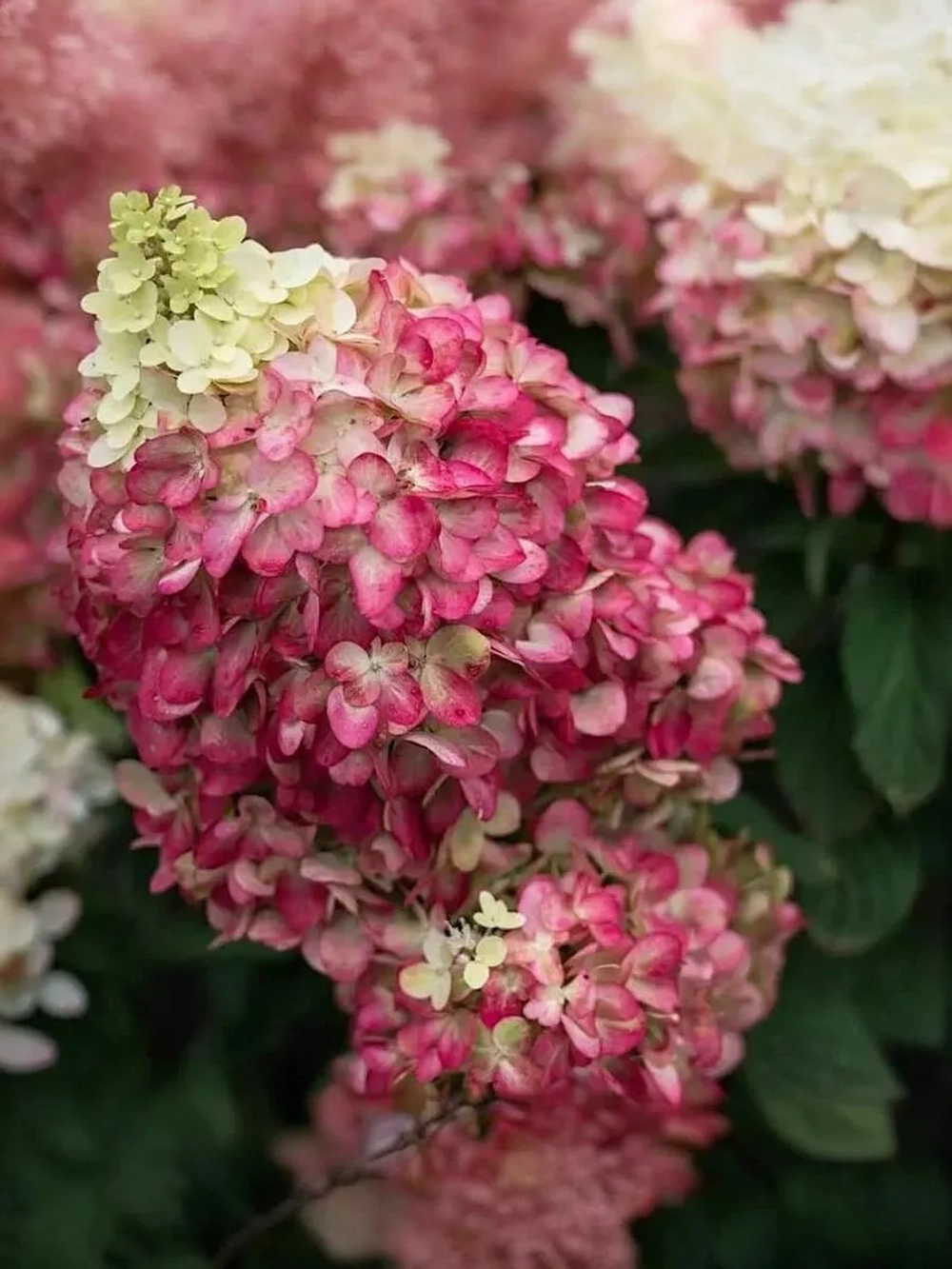 Гортензия метельчатая Колорфул Коктейль