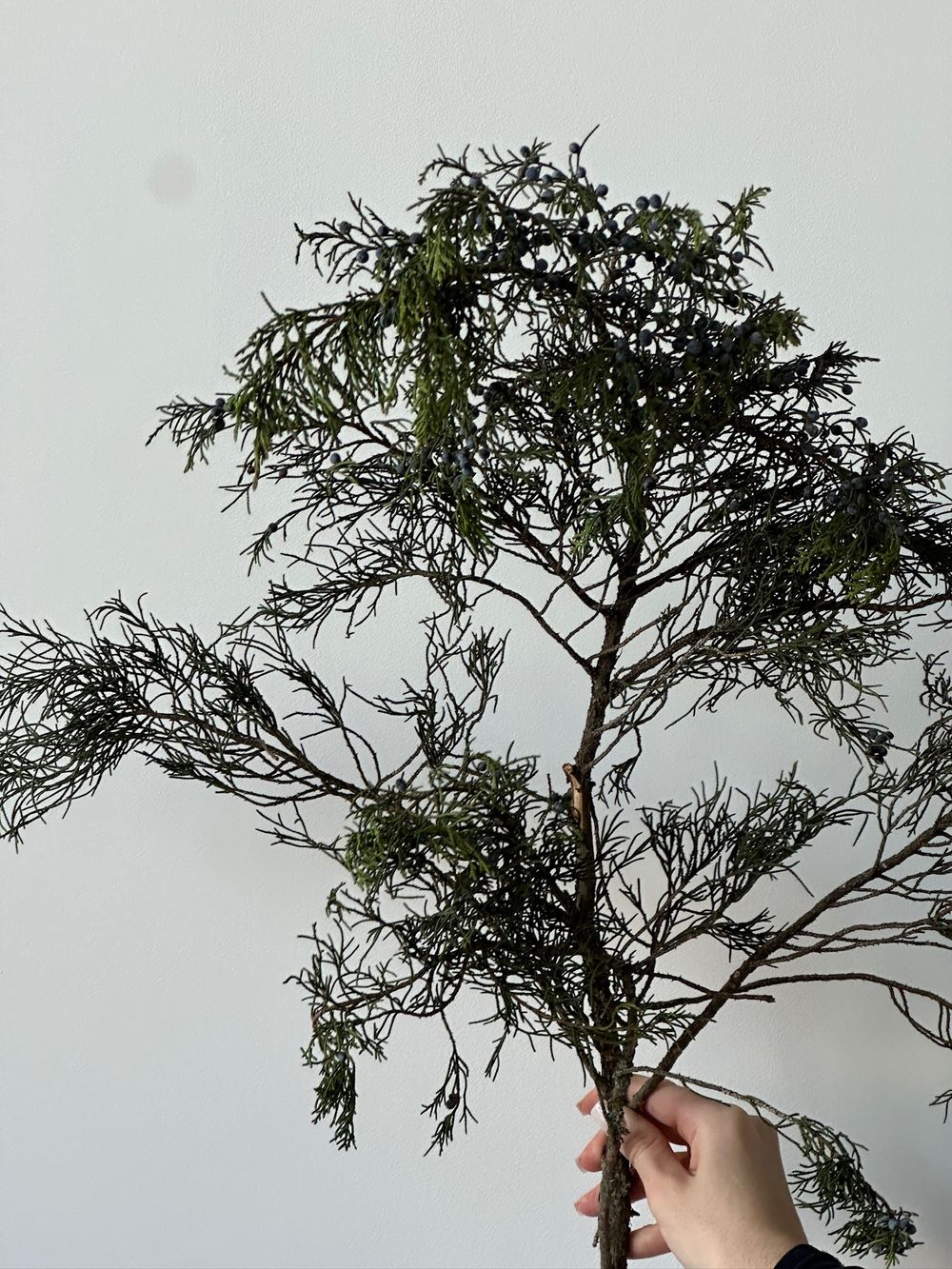 Ветка хвои - МОЖЖЕВЕЛЬНИК