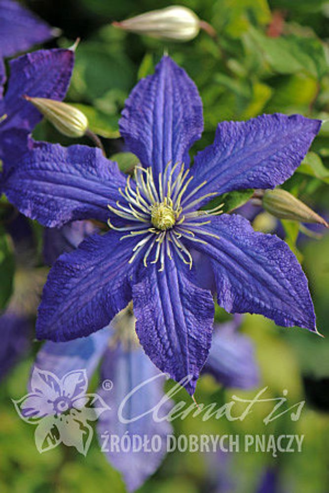 Клематис гибридный Рапсодия Закупка М33 апрель 2026 Клематис гибридный Рапсодия Закупка М33 апрель 2026