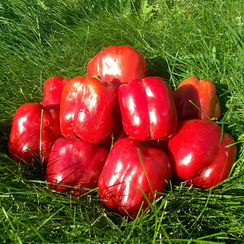 РЭД БАРОН F1 семена перца сладкого (Enza Zaden | Alexagro)