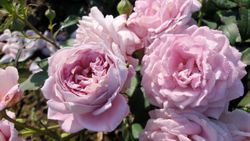 Семь Морей (Seven Seas)