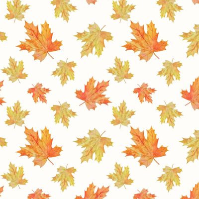 Кленовые листья на белом фоне