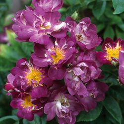 Вейльхенблау (Veilchenblau)