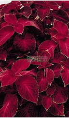 Колеус Блюме WIZARD VELVET RED