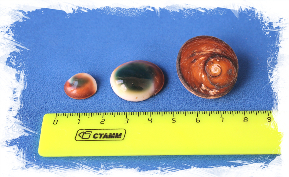 Крышечки ракушек Турбо "Кошачий глаз" (крупные), 2-3см, 100гр, 15шт