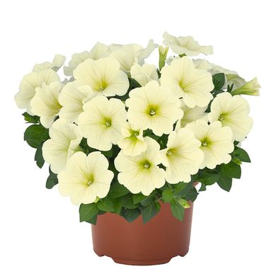 32317 Петуния SWEETUNIA POPCORN  (ВЕСНА 2025)