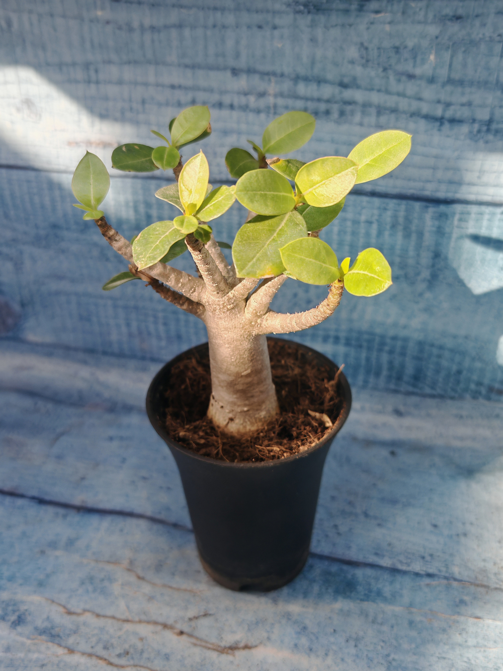 Adenium Baobab (Адениум)