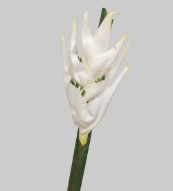 TR 631 Геликония