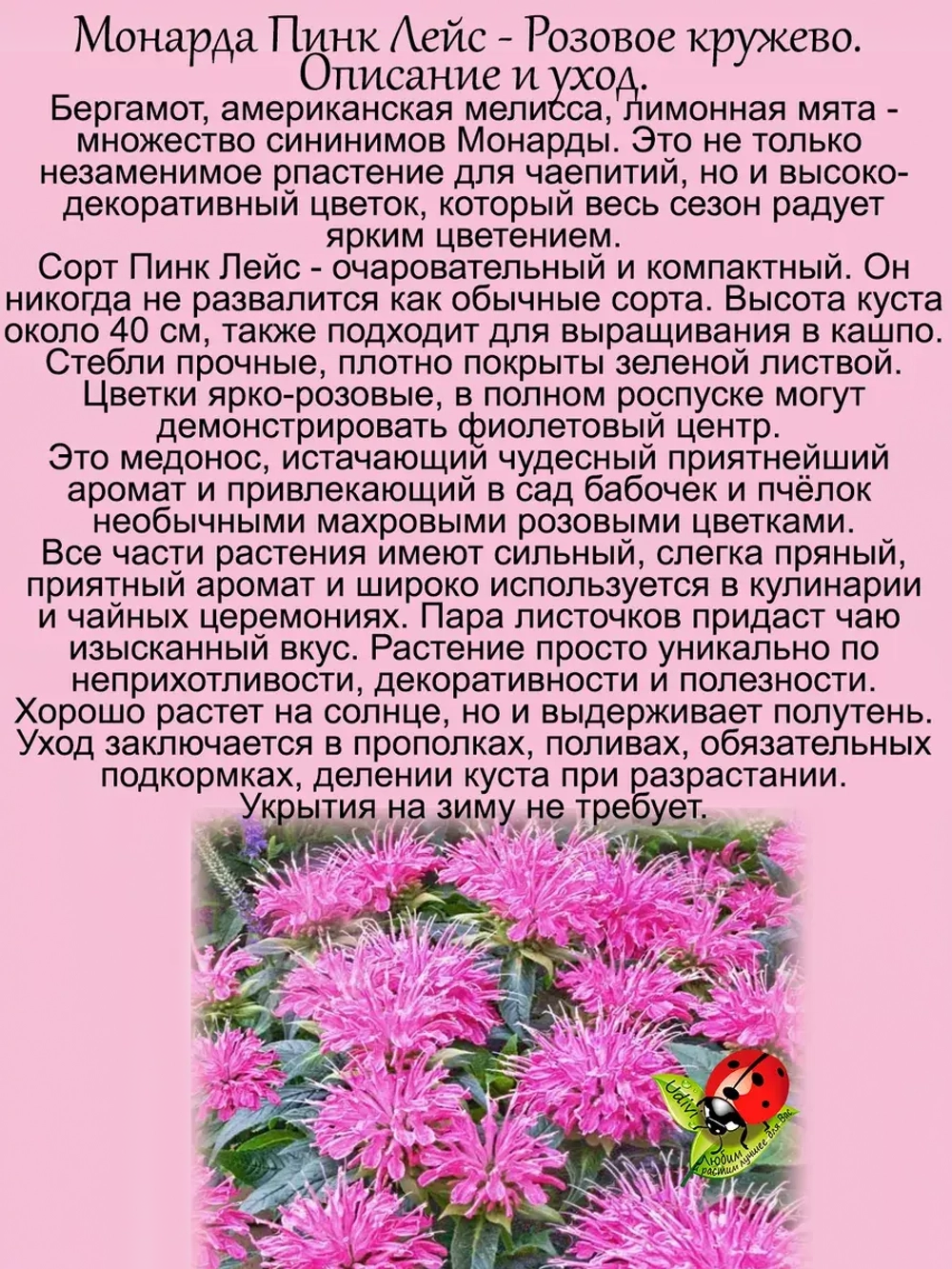 Монарда Пинк Лейс бергамот американская мелисса