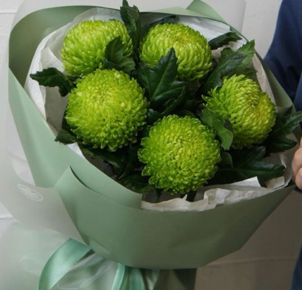 Хризантема одноголовая "Алемани"