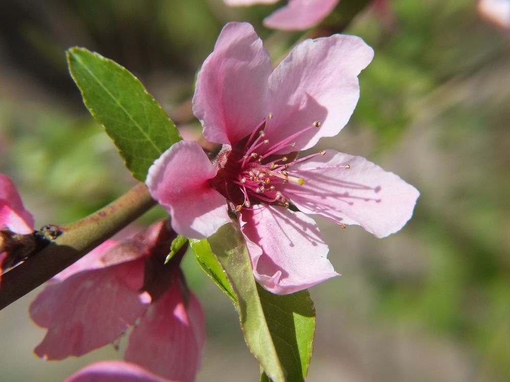 Цветок персика — купить по ФГОС | Учебный стандарт