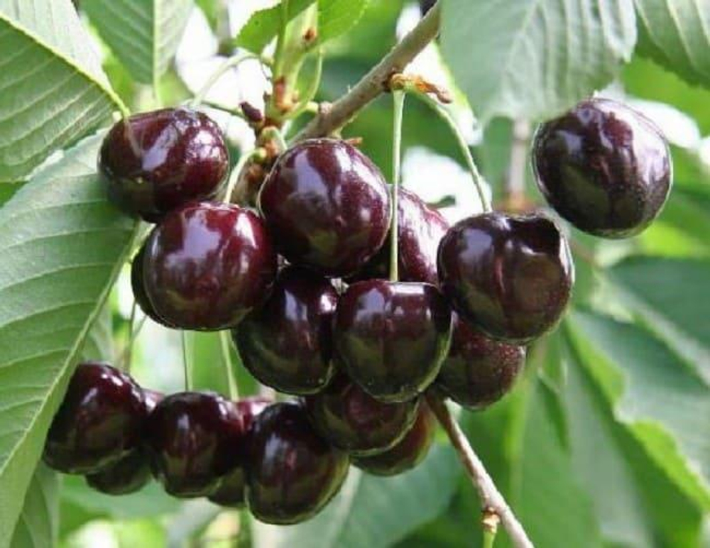 Черешня Ревна