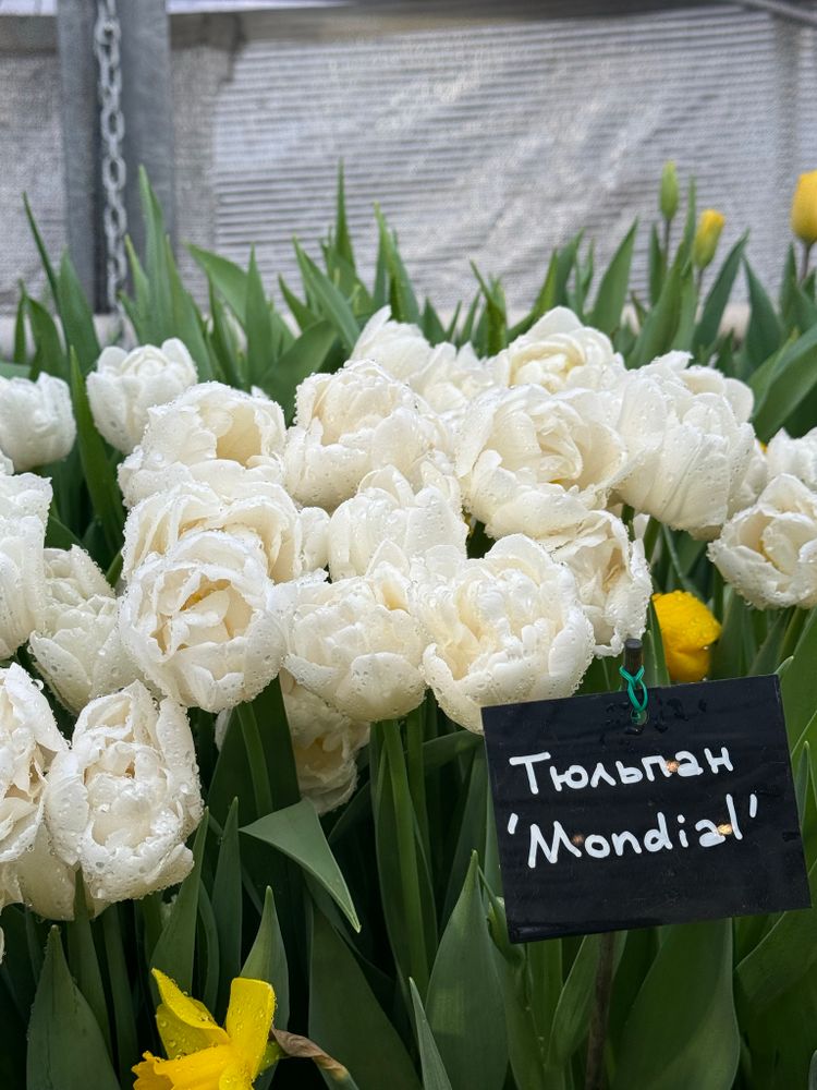 Тюльпан Mondial 5 шт М26 осень 2025