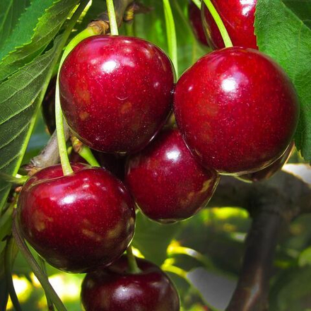 Черешня Мичуринская