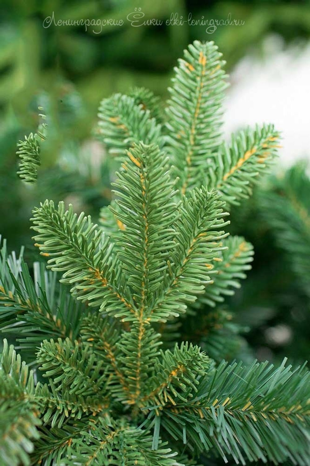 "БАРОККО ПРЕМИУМ" светящаяся