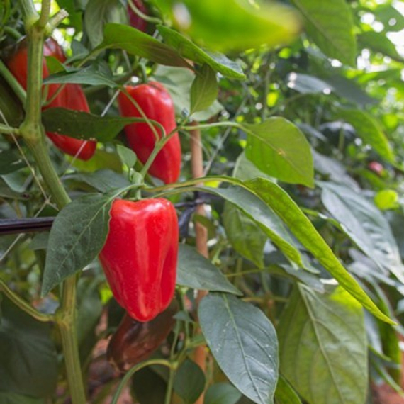 Трироссо F1 семена перца сладкого (Rijk Zwaan / Райк Цваан) в поле – фото 2