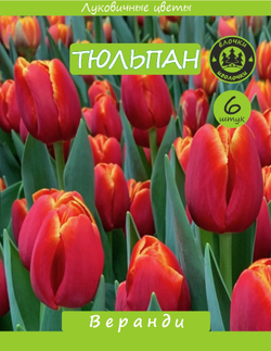 Тюльпан Луковица, Веранди, 6шт крупные