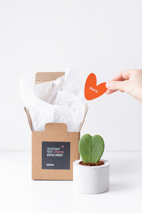 Бетонное кашпо с неприхотливым суккулентом в форме сердечка