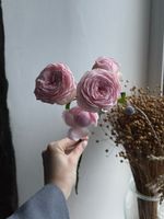 Пионовидная кустовая роза Мэнсфилд Пинк парк