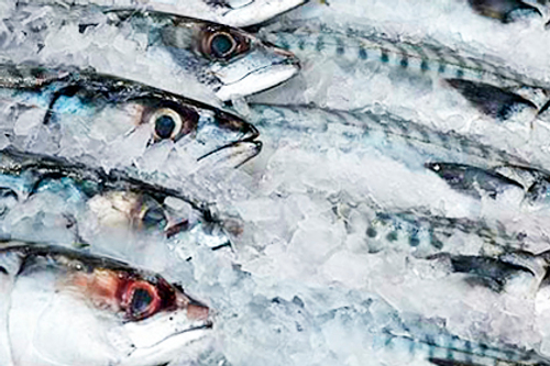 Холодильная, морозильная камера для рыбы