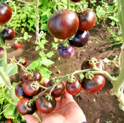 Помидоры Черная Бабочка - Black Butterfly Tomato