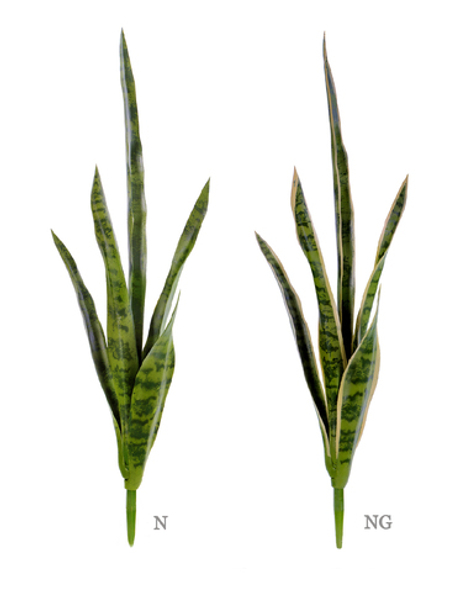 Сансевиерия куст (2 цвета)