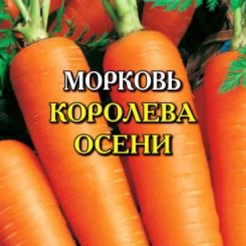 Морковь Королева осени 2г Б