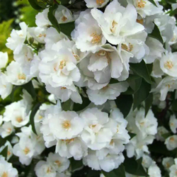 Чубушник Mont Blanc