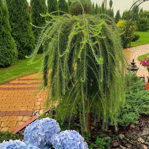 Лиственница европейская Пендула на Штамбе 180 см (Крона молодая) Закупка М49 весна 2026