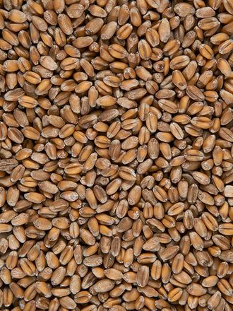 Пшеница БИО, 5 кг (Россия)