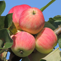 Яблоня сорт Августа плоды
