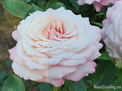 Розенфасцинацион (Rosenfaszination)