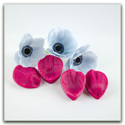 Лепестки анемона