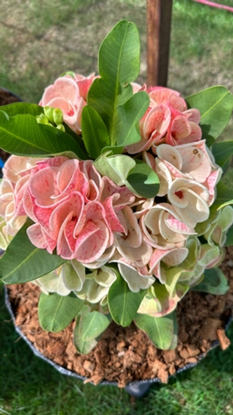 Лучшие эуфорбии милли-2025 на выставке в Бангкоке