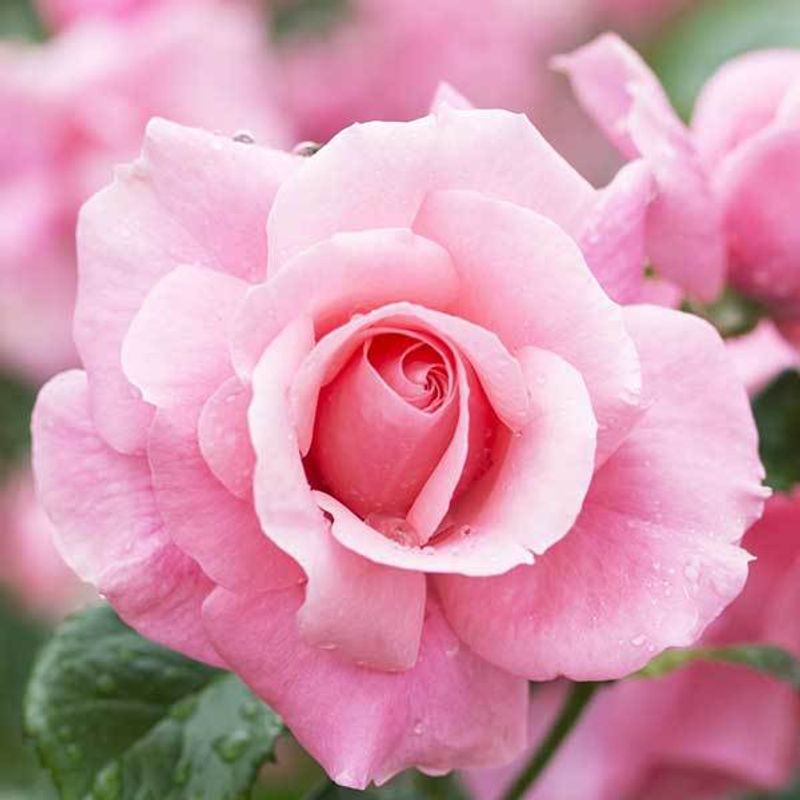 Роза флорибунда Альтерароз "Altera Rosa"