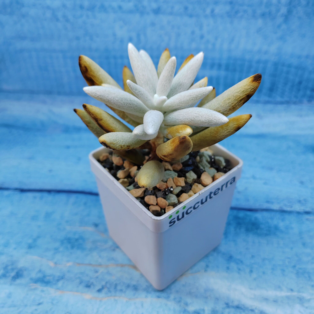 Senecio Haworthii (Крестновник)