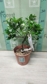 Citrangequat ‘Quatre Saisons’