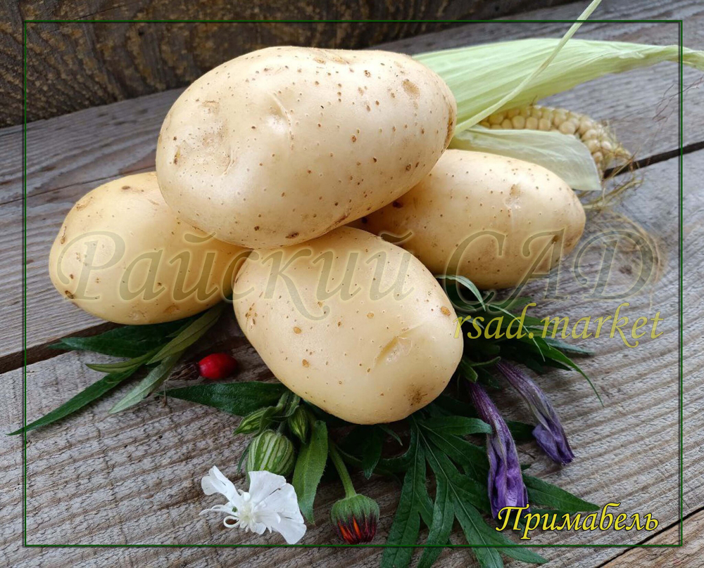 Семенной Картофель Примабель