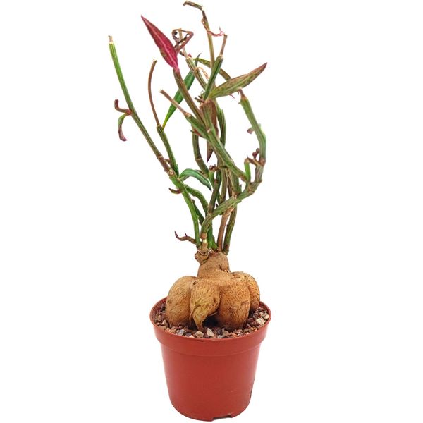 Эуфорбия Монадениум Монантум Рубеллум