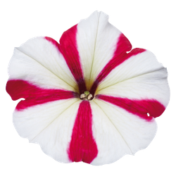 Петуния мультифлора Селебрити Роуз Стар F1 (50др) Витагрин Профи