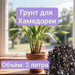 Авторский грунт для пальмы Хамедореи 2 литра